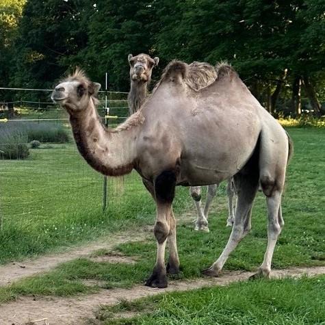 Two camels standing on path in grass at Lavender Waves Farm