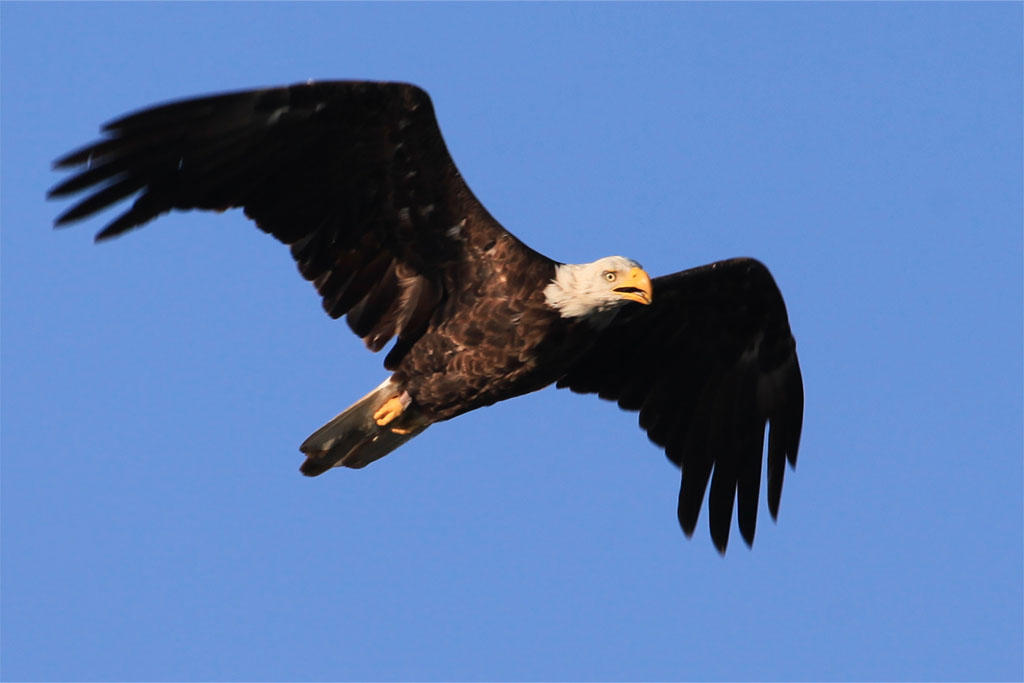 Eagle flying in the sky
