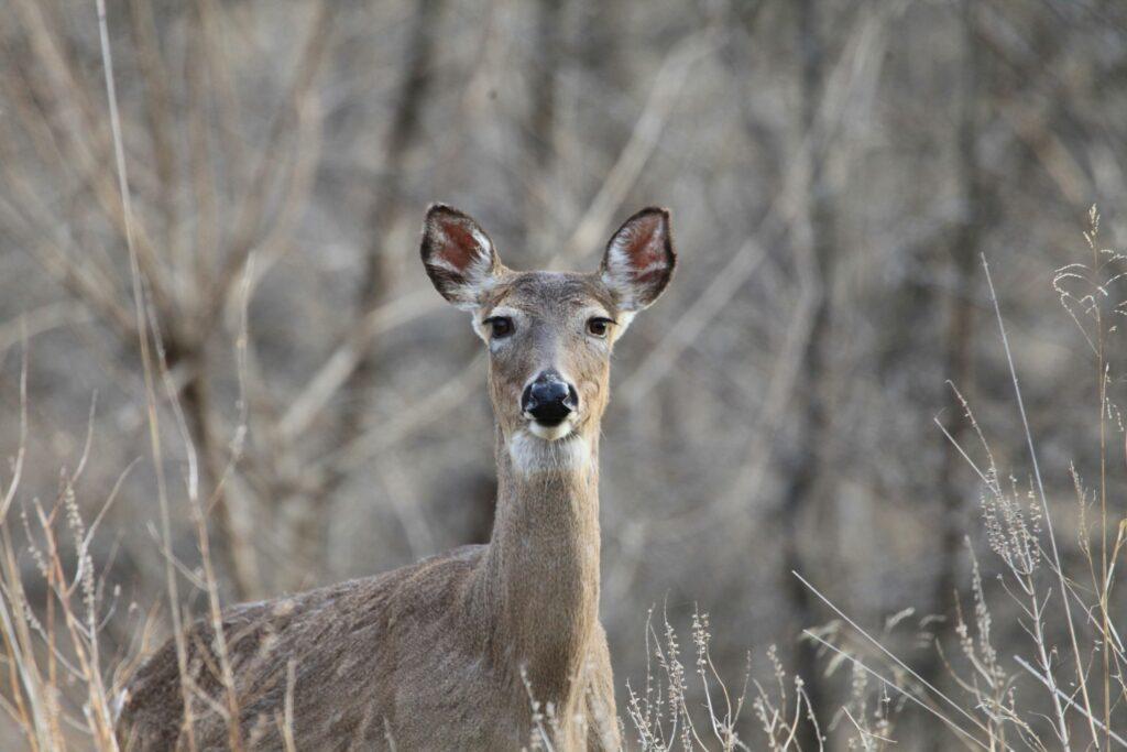 Deer in woods