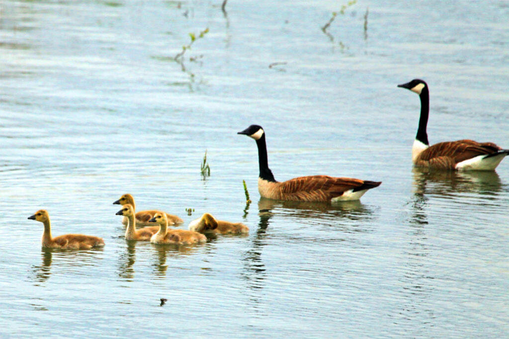 Family of geese on water