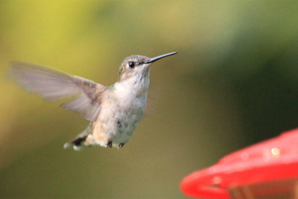 Hummingbird at red feeder