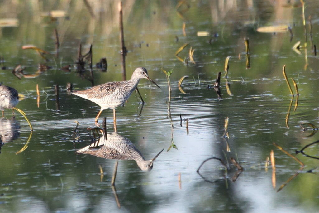 Shorebird walking in water with reflection