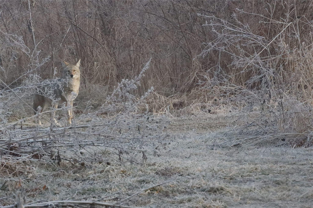 Coyote in wooded brush