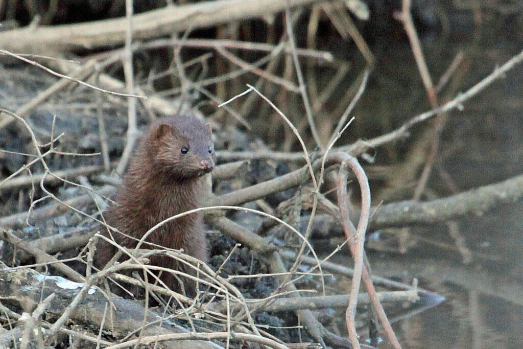 Mink on nest of branches