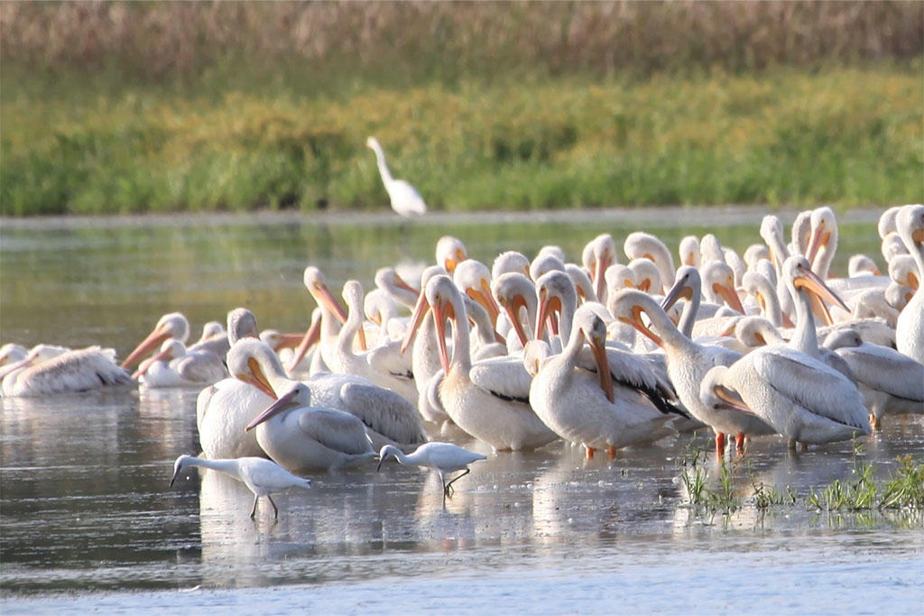 Large group of large white birds on edge of water