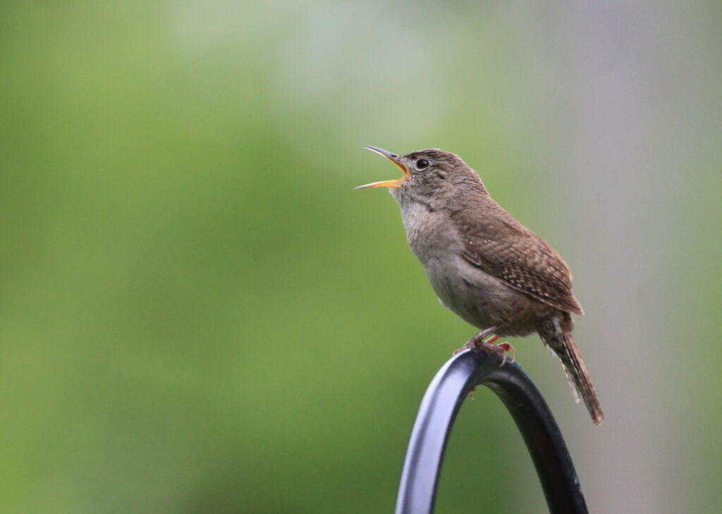 Bird on black metal bar
