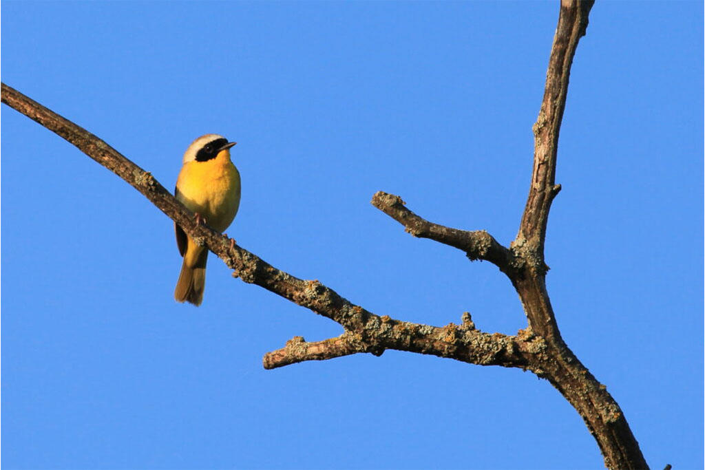 Yellow bird on branch with blue sky